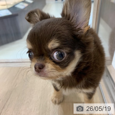 チワワの写真