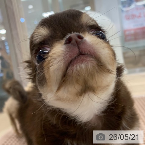 チワワの写真