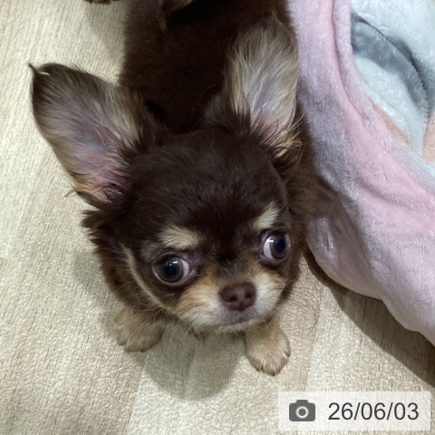チワワの写真