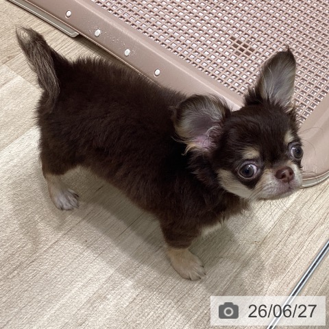 チワワの写真