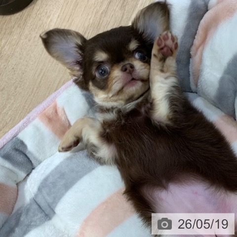 チワワの写真
