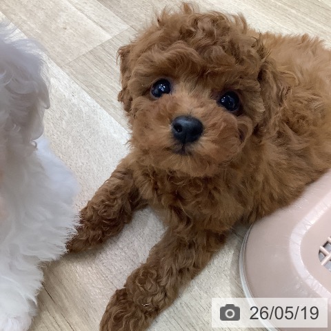 東京都のトイプードル(トイ) (ペットプラス 日の出店/2026年3月18日生まれ/男の子/レッド)の子犬の3枚目の画像