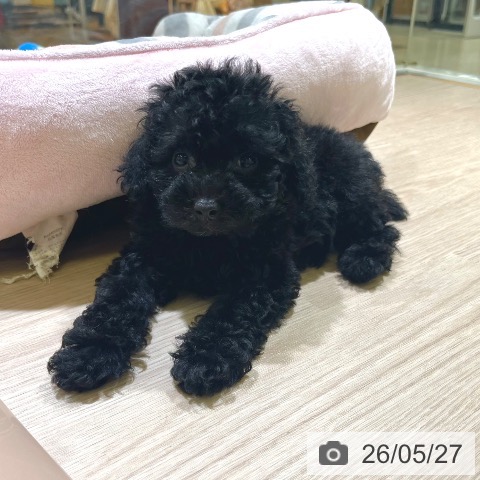 東京都のトイプードル(トイ) (ペットプラス 板橋店/2026年3月18日生まれ/男の子/ブラック)の子犬の4枚目の画像