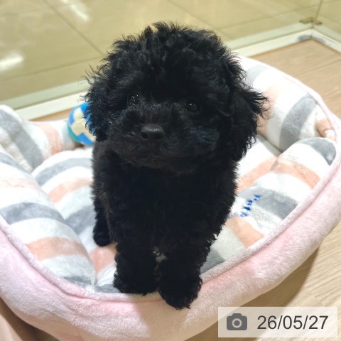 東京都のトイプードル(トイ) (ペットプラス 板橋店/2026年3月18日生まれ/男の子/ブラック)の子犬の3枚目の画像