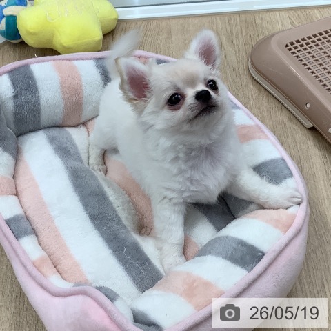 チワワの写真