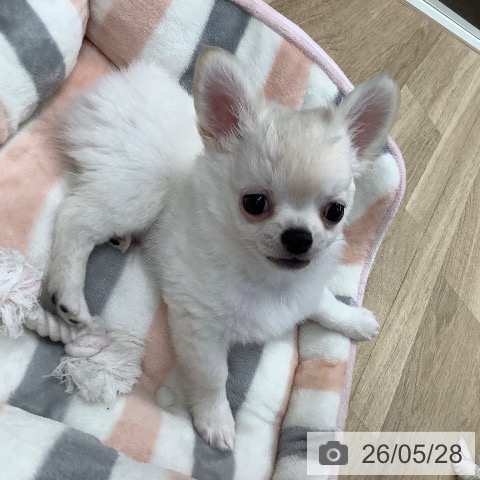 東京都のチワワ(ロング) (ペットプラス 日の出店/2026年3月17日生まれ/男の子/クリーム)の子犬の4枚目の画像