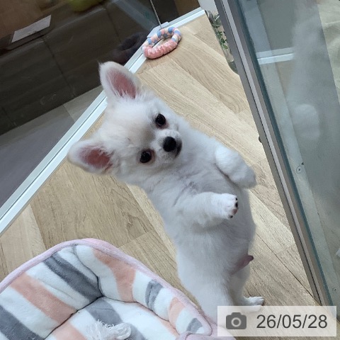 東京都のチワワ(ロング) (ペットプラス 日の出店/2026年3月17日生まれ/男の子/クリーム)の子犬の3枚目の画像