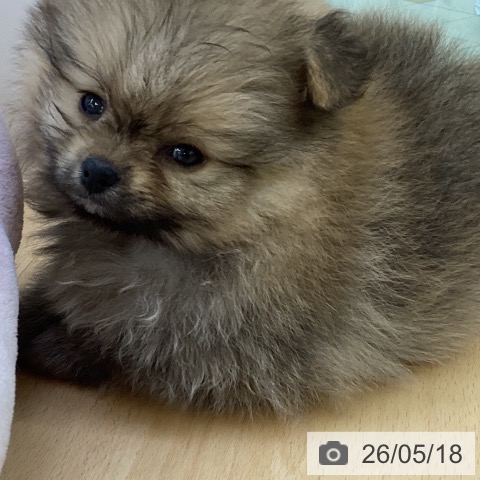 ポメラニアンの写真