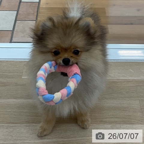 ポメラニアンの写真