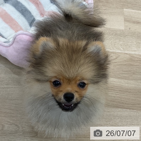 ポメラニアンの写真