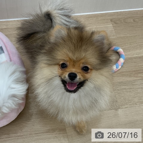 ポメラニアンの写真