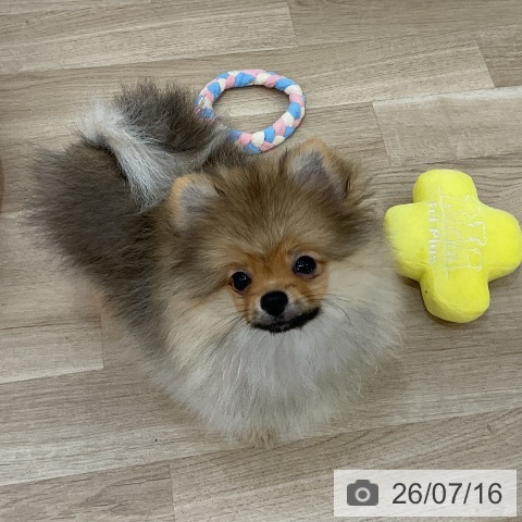 ポメラニアンの写真