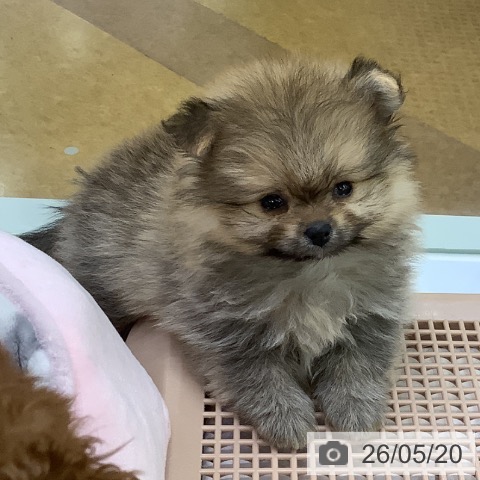 埼玉県のポメラニアン (ペットプラス 羽生店/2026年3月18日生まれ/男の子/オレンジ)の子犬の3枚目の画像