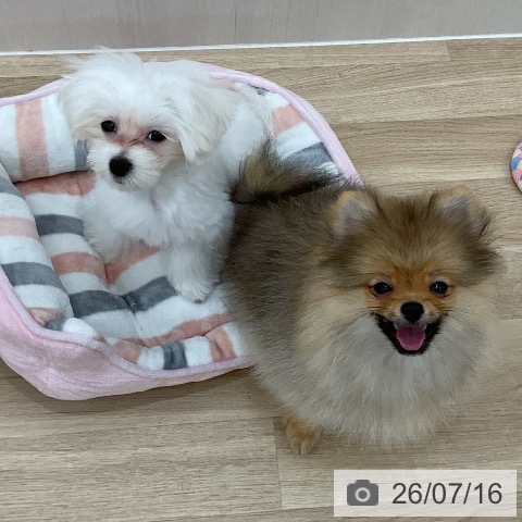 ポメラニアンの写真
