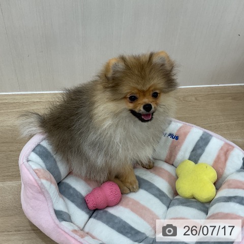 ポメラニアンの写真
