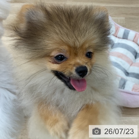群馬県のポメラニアン (ペットプラス 前橋店/2026年3月18日生まれ/男の子/オレンジ)の子犬の4枚目の画像