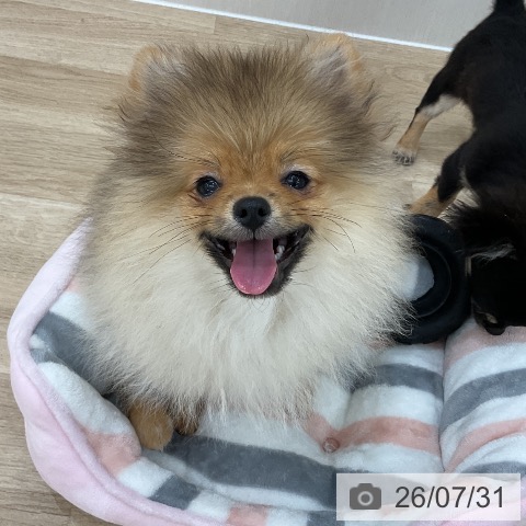 群馬県のポメラニアン (ペットプラス 前橋店/2026年3月18日生まれ/男の子/オレンジ)の子犬の4枚目の画像