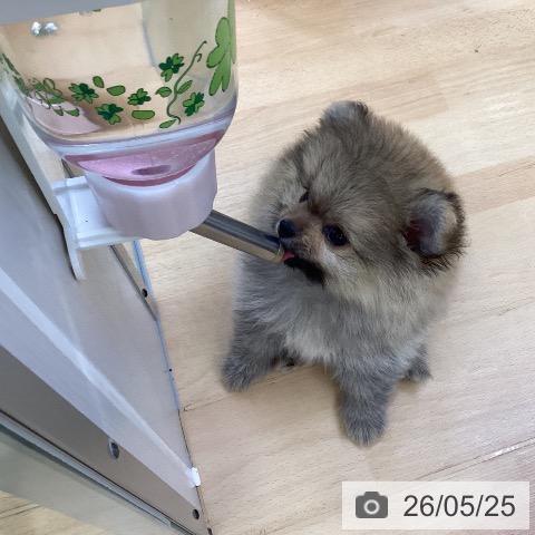 埼玉県のポメラニアン (ペットプラス 羽生店/2026年3月18日生まれ/男の子/オレンジ)の子犬の3枚目の画像
