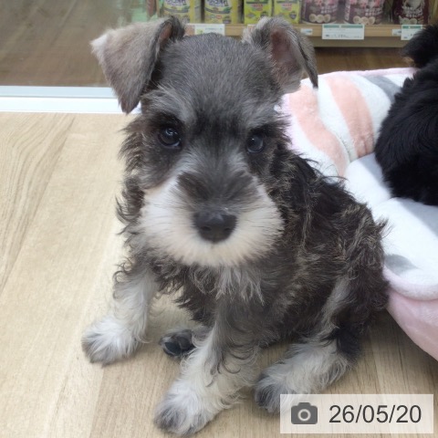 福島県のミニチュアシュナウザー (ペットプラス 福島店/2026年3月16日生まれ/男の子/ソルトペッパー)の子犬の4枚目の画像