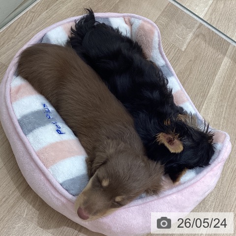宮城県のミニチュアダックスフンド(ロング) (ペットプラス 仙台上杉店/2026年3月13日生まれ/男の子/チョコレートイエロー)の子犬の4枚目の画像