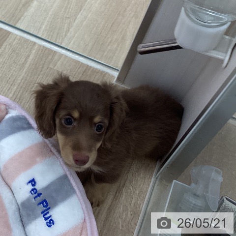 宮城県のミニチュアダックスフンド(ロング) (ペットプラス 仙台上杉店/2026年3月13日生まれ/男の子/チョコレートイエロー)の子犬の3枚目の画像