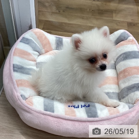 埼玉県のポメラニアン (ペットプラス 八潮店/2026年3月15日生まれ/女の子/クリーム)の子犬の4枚目の画像