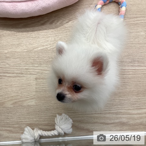 埼玉県のポメラニアン (ペットプラス 八潮店/2026年3月15日生まれ/女の子/クリーム)の子犬の3枚目の画像