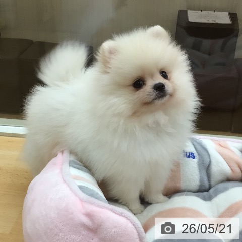 埼玉県のポメラニアン (ペットプラス 浦和美園店/2026年3月15日生まれ/女の子/クリーム)の子犬の4枚目の画像
