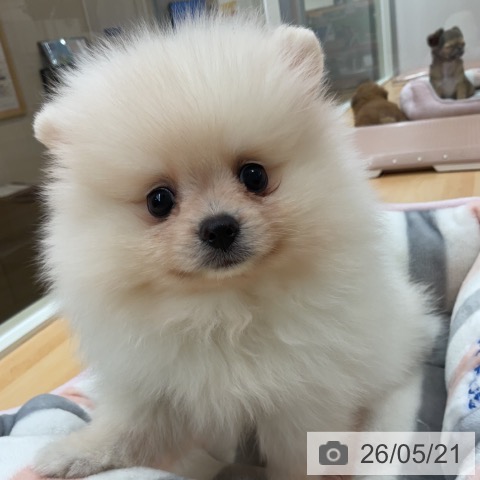 ポメラニアンの写真