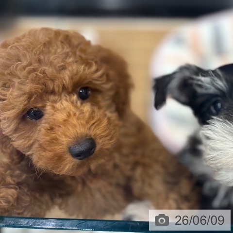 埼玉県のトイプードル(トイ) (ペッツワン 新座店/2026年3月18日生まれ/女の子/レッド)の子犬の4枚目の画像