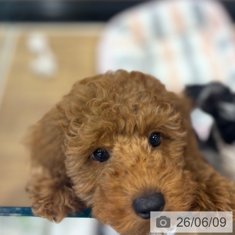 埼玉県のトイプードル(トイ) (ペッツワン 新座店/2026年3月18日生まれ/女の子/レッド)の子犬の3枚目の画像