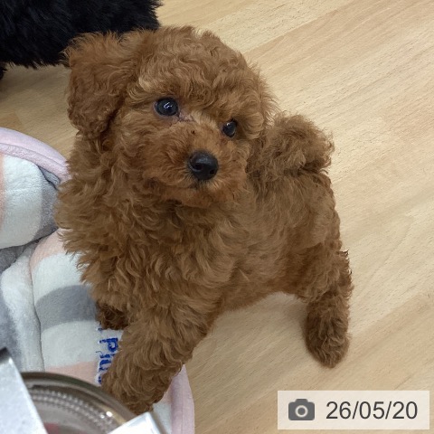 千葉県のトイプードル(トイ) (ペットプラス 成田店/2026年3月18日生まれ/女の子/レッド)の子犬の4枚目の画像