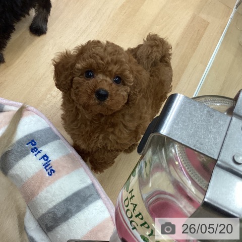 千葉県のトイプードル(トイ) (ペットプラス 成田店/2026年3月18日生まれ/女の子/レッド)の子犬の3枚目の画像