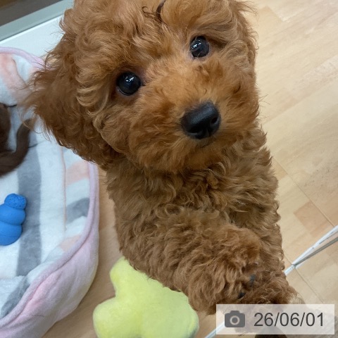千葉県のトイプードル(トイ) (ペットプラス 成田店/2026年3月18日生まれ/女の子/レッド)の子犬の3枚目の画像