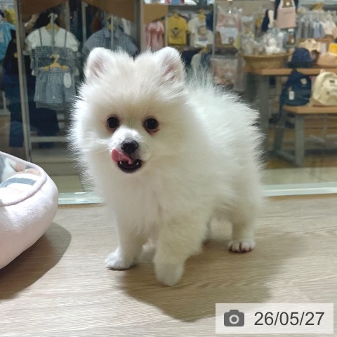 東京都のポメラニアン (ペットプラス 板橋店/2026年3月16日生まれ/男の子/クリーム)の子犬の4枚目の画像