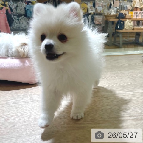 東京都のポメラニアン (ペットプラス 板橋店/2026年3月16日生まれ/男の子/クリーム)の子犬の3枚目の画像