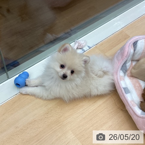 ポメラニアンの写真