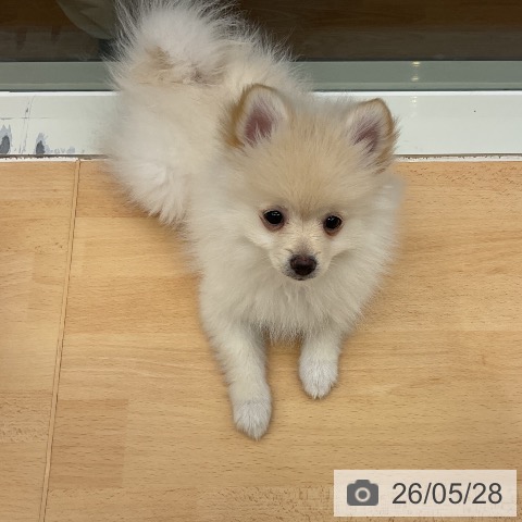 千葉県のポメラニアン (ペットプラス 成田店/2026年3月16日生まれ/女の子/クリーム)の子犬の4枚目の画像