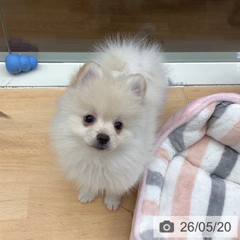 ポメラニアンの写真