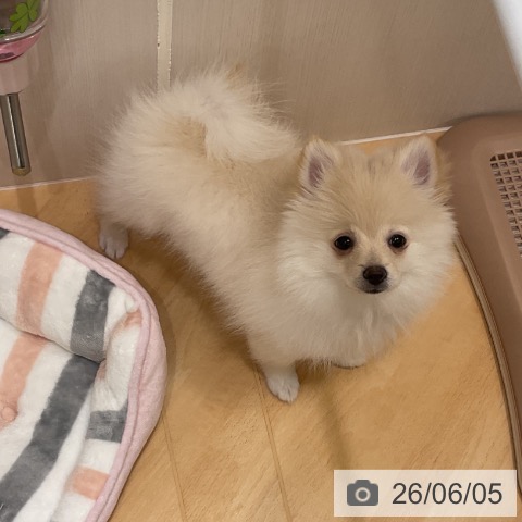 千葉県のポメラニアン (ペットプラス 成田店/2026年3月16日生まれ/女の子/クリーム)の子犬の3枚目の画像