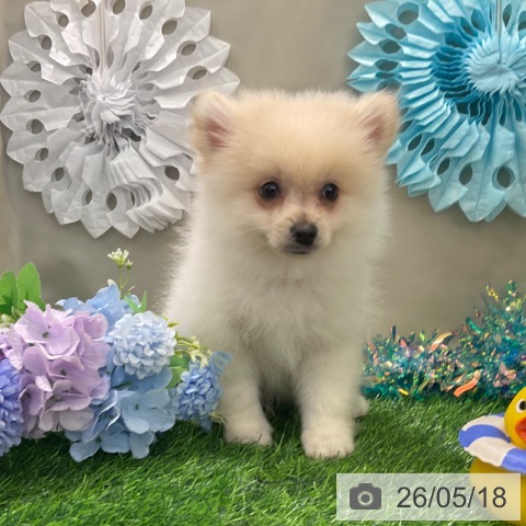 ポメラニアンの写真