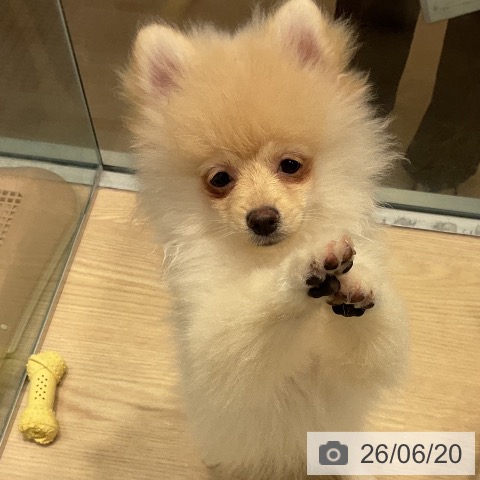 千葉県のポメラニアン (ペットプラス 柏店/2026年3月17日生まれ/男の子/クリーム)の子犬の4枚目の画像