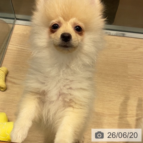千葉県のポメラニアン (ペットプラス 柏店/2026年3月17日生まれ/男の子/クリーム)の子犬の3枚目の画像