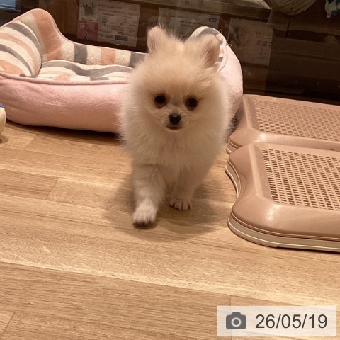 ポメラニアンの写真