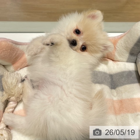 ポメラニアンの写真