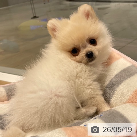 ポメラニアンの写真