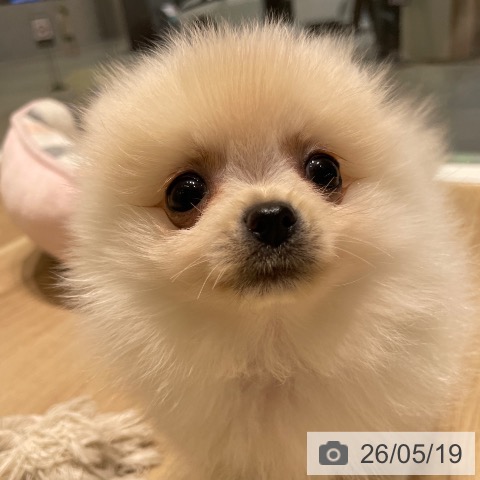 ポメラニアンの写真