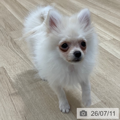 長野県のポメラニアン (ペットプラス 上田店/2026年3月17日生まれ/男の子/クリーム)の子犬の4枚目の画像