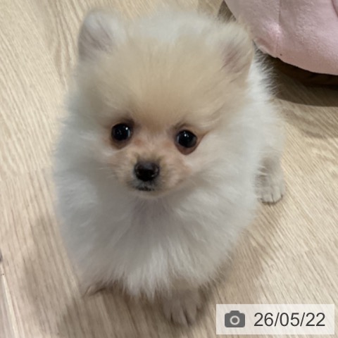 埼玉県のポメラニアン (ペットプラス コクーンシティ店/2026年3月17日生まれ/男の子/クリーム)の子犬の4枚目の画像