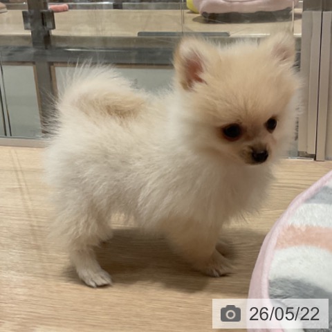 埼玉県のポメラニアン (ペットプラス コクーンシティ店/2026年3月17日生まれ/男の子/クリーム)の子犬の3枚目の画像